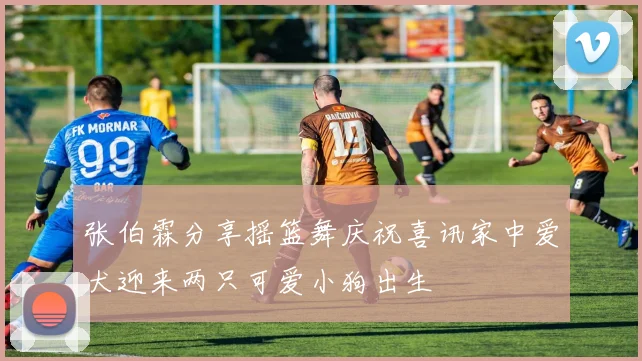 张伯霖分享摇篮舞庆祝喜讯家中爱犬迎来两只可爱小狗出生